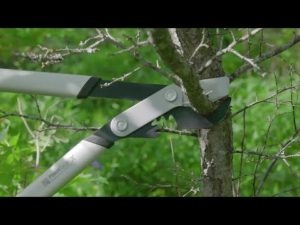 How to Choose the Best Tree Lopper