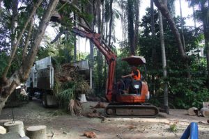 tree service on the sunshine coast